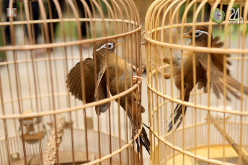 "Tóe lửa" sới chọi chim - 11