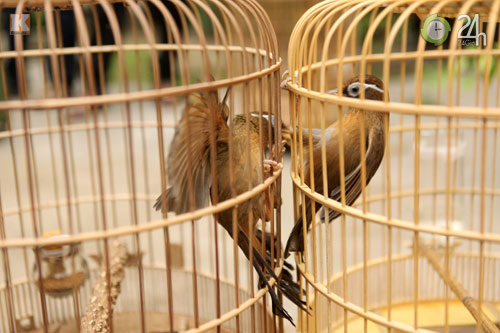 "Tóe lửa" sới chọi chim - 9