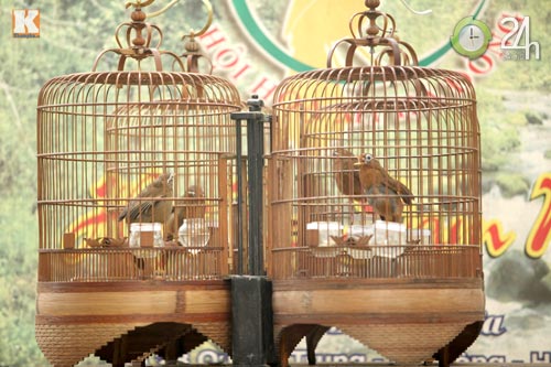 "Tóe lửa" sới chọi chim - 3