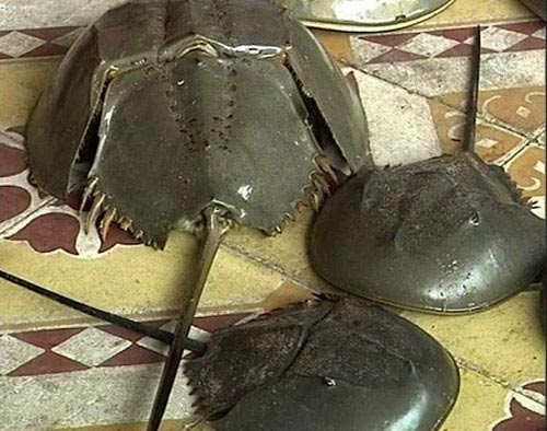 Tử vong vì ăn nhầm con so biển - 2