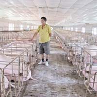 Thị trường - Tiêu dùng - Người chăn nuôi đối mặt với phá sản