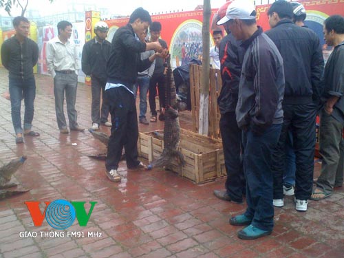 Xẻ thịt, bày bán cá sấu ngay trên vỉa hè - 6