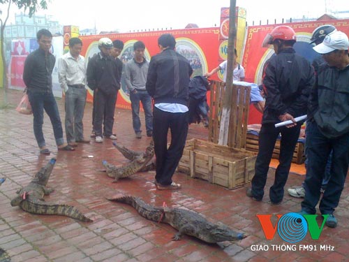 Xẻ thịt, bày bán cá sấu ngay trên vỉa hè - 7