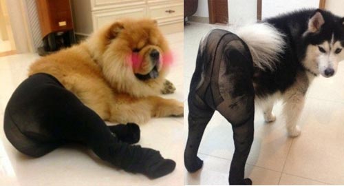 Chó mặc quần tất vô cùng khêu gợi - 1