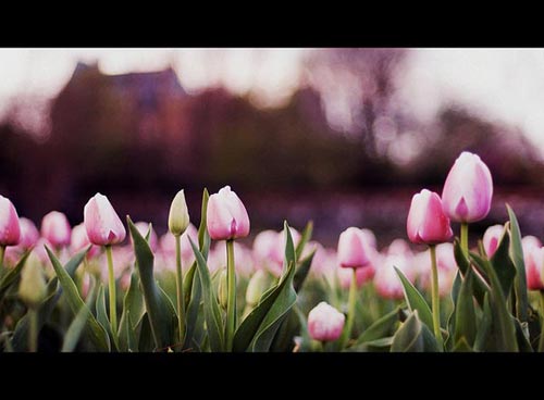 Mơ màng sắc hương lễ hội hoa Biltmore - 3