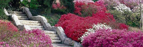 Mơ màng sắc hương lễ hội hoa Biltmore - 5