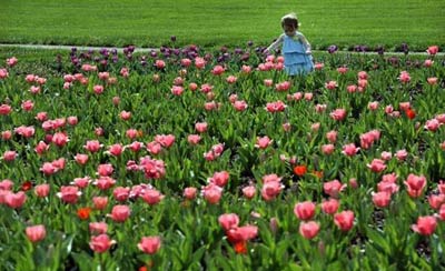 Mơ màng sắc hương lễ hội hoa Biltmore - 4