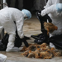 Sức khỏe đời sống - VN: Xuất hiện ca tử vong do cúm A/H5N1