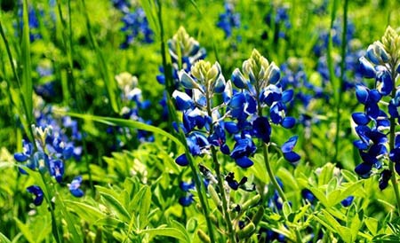 Những thiên đường hoa đẹp ngất ngây - 8