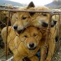 Tin tức trong ngày - Tây "bênh" người ăn thịt chó