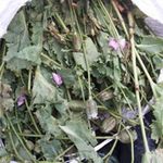 Pháp luật - NK141: Hồn nhiên mang 2 bao hoa anh túc về HN