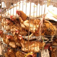 Thị trường - Tiêu dùng - Gà nội thải loại tràn ra thị trường