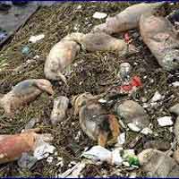 Tin tức trong ngày - TQ: 28.000 dòng sông đã "qua đời"