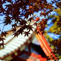 Du lịch - Lộ trình khám phá cho người lần đầu tới Tokyo