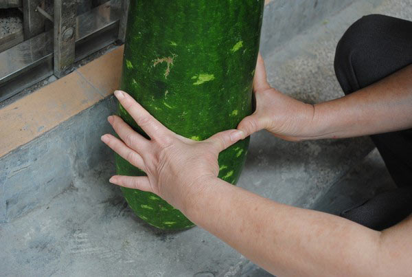 Hà Nội: Quả bầu siêu "khủng" - 2