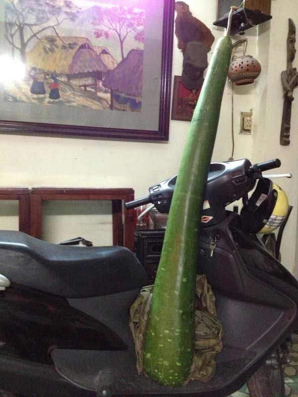 Hà Nội: Quả bầu siêu "khủng" - 3