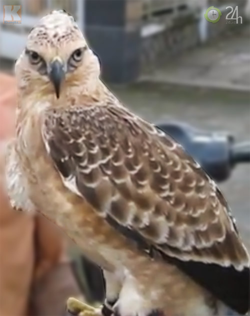 Săn "vua chim" tại Sài Gòn - 2