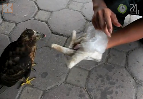 Săn "vua chim" tại Sài Gòn - 4