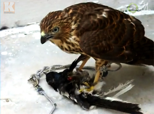 Săn "vua chim" tại Sài Gòn - 5