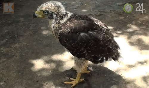 Săn "vua chim" tại Sài Gòn - 14