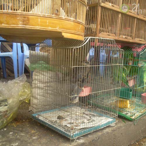 Săn "vua chim" tại Sài Gòn - 7