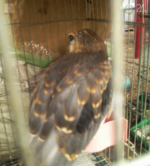 Săn "vua chim" tại Sài Gòn - 8