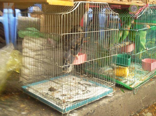 Săn "vua chim" tại Sài Gòn - 10
