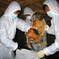Cúm A/ H7N9: Lo lây từ gia cầm