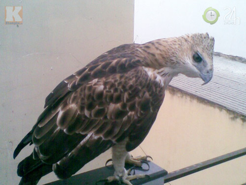 Săn "vua chim" tại Sài Gòn - 3