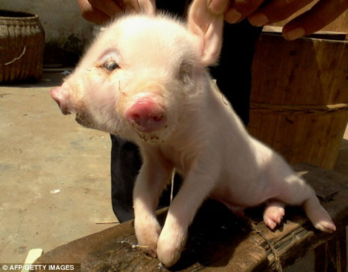 Lợn con hai đầu chào đời ở Trung Quốc - 1