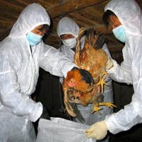 Sức khỏe đời sống - Cúm A/ H7N9: Lo lây từ gia cầm