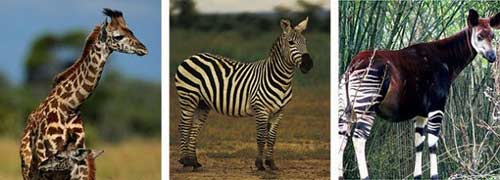 Những động vật kỳ quái bị thiên nhiên lôi ra làm trò đùa - 4