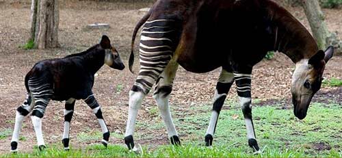 Những động vật kỳ quái bị thiên nhiên lôi ra làm trò đùa - 5