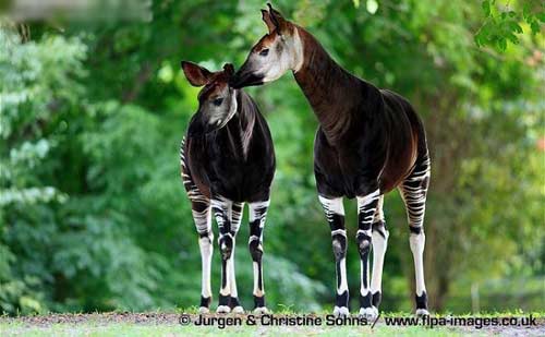 Những động vật kỳ quái bị thiên nhiên lôi ra làm trò đùa - 7