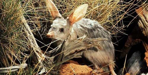 Những động vật kỳ quái bị thiên nhiên lôi ra làm trò đùa - 8