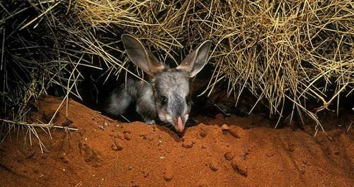 Những động vật kỳ quái bị thiên nhiên lôi ra làm trò đùa - 10