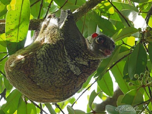Những động vật kỳ quái bị thiên nhiên lôi ra làm trò đùa - 4