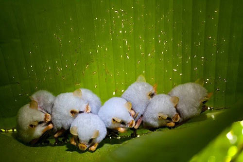 Những động vật kỳ quái bị thiên nhiên lôi ra làm trò đùa - 6