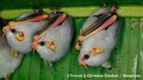 Những động vật kỳ quái bị thiên nhiên lôi ra làm trò đùa - 7