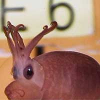 Phi thường - kỳ quặc - Những động vật kỳ quái bị thiên nhiên lôi ra làm trò đùa