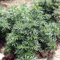 Pháp luật - Thuê 3.000 m2 đất để... trồng cần sa