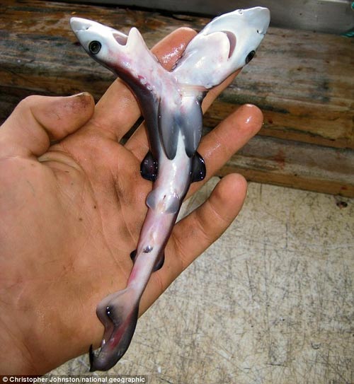 Phát hiện cá mập hai đầu ở Ấn Độ Dương - 1
