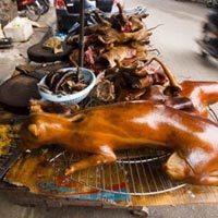 “Người Việt không ăn thịt chó mới là lạ“