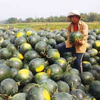 Thị trường - Tiêu dùng - Nông dân lại mất vốn vì dưa hấu!
