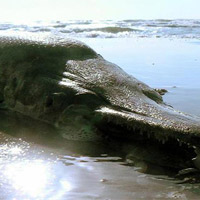 Phi thường - kỳ quặc - Cá sông Mê Kông được xếp hạng "quái thú" thế giới