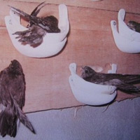 Sức khỏe đời sống - Tổ yến vô hiệu hóa sự lây nhiễm virus cúm?