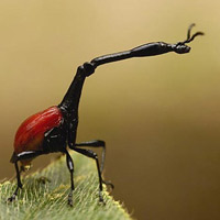 Phi thường - kỳ quặc - 10 loài chân đốt "quái đản" nhất