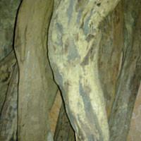 Tin tức trong ngày - Dân đổ xô trộm sưa di sản