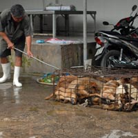 Tin tức trong ngày - Bắt hơn 1 tấn heo, chó không rõ nguồn gốc