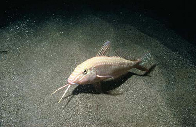  Râu. Cá phèn (Cá dê), không giống như những loài cá khác, dùng râu để cảm nhận được các xung điện do con mồi phát ra, sử dụng những chiếc râu mọc dưới cằm của mình để đào cát, tìm kiếm kẻ thù.
